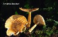 Amanita beckeri-amf220-1